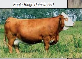 Eagle-Ridge Patricia 25P